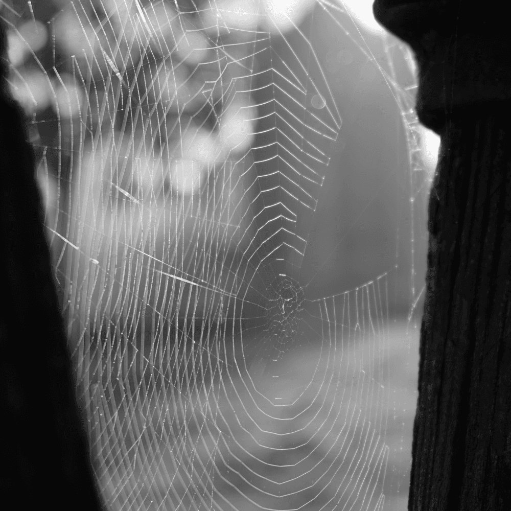 Cobweb Cleaning
